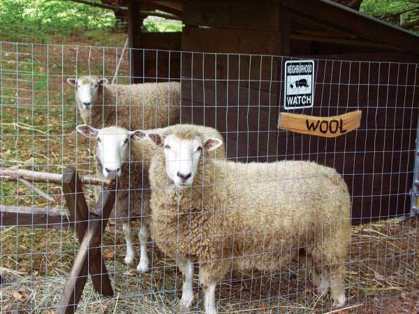 You don’t need to own a home to start raising animals. All you need is a backyard and an understanding landlord.